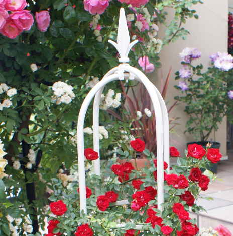 Khung hoa hồng – Khung vòm cho hoa hồng leo - Khung hoa tháp chuông