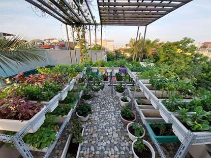 Vườn sân thượng cần khung sắt và khay trồng rau