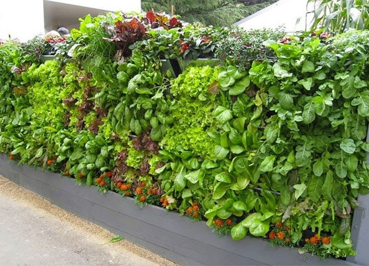 A vegetable garden “growing” on the wall