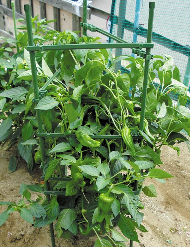 Plant supporting frame for vegetables