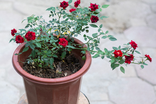 Roses in pots have special beauty