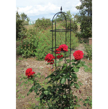 Round obelisk trellis made from arch stakes