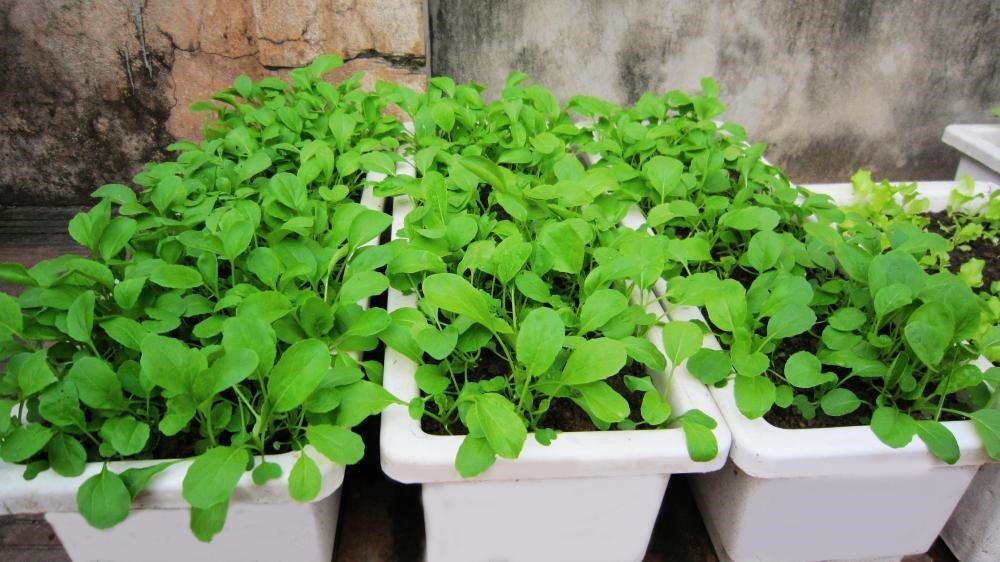 Synthetic plastic pot to grow vegetable at home