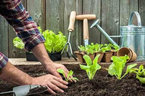Các dụng cụ làm vườn giúp việc trồng cây đơn giản và hiệu quả hơn