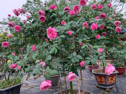 Sapa ancient rose is a precious flower with high value
