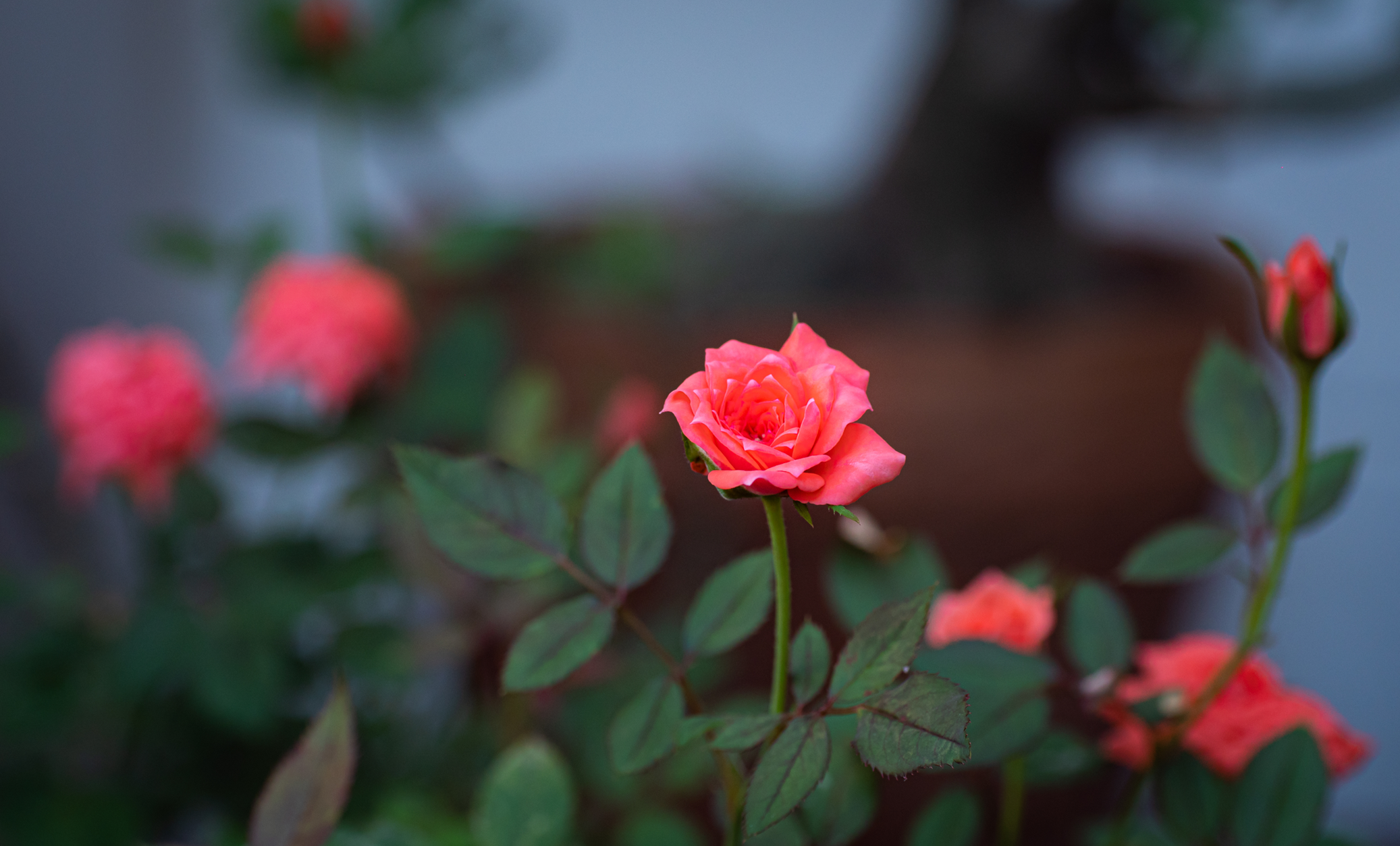 Kỹ thuật chăm sóc hoa hồng trong chậu – Chọn giống hoa hồng