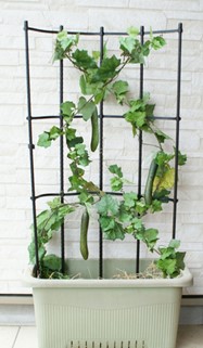 It is simple and easy to grow vegetables in planters