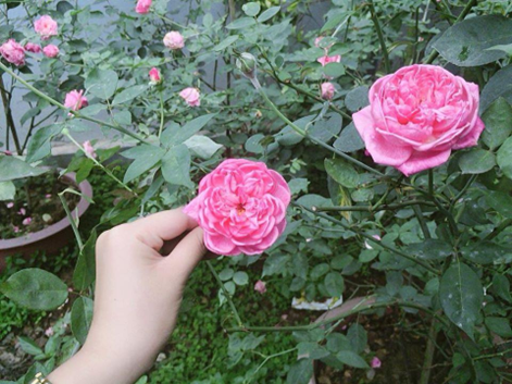 Sapa ancient roses' origins of development and growth