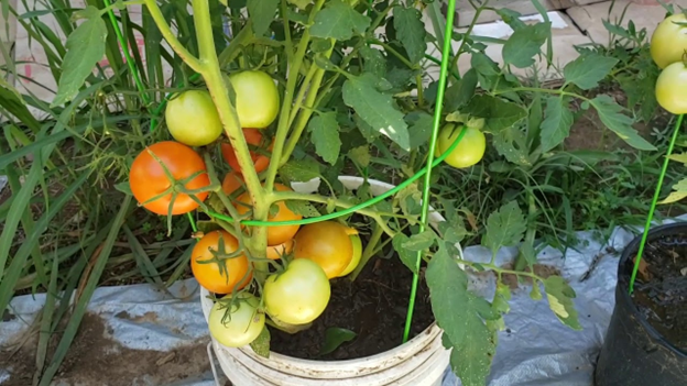 Easily growing tomatoes in a planter at home