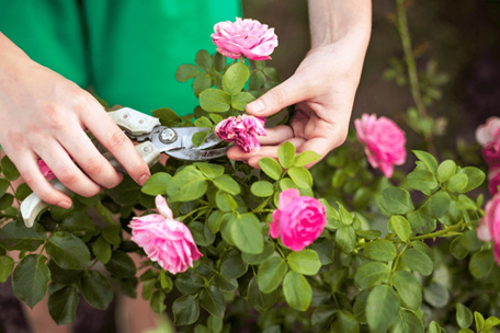 Create and prune Sapa ancient roses to maintain beautiful forms