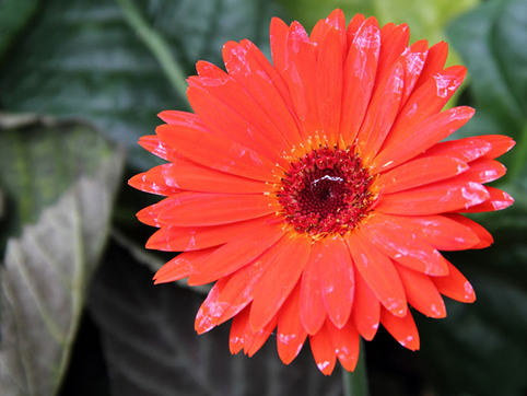 Avoid choosing flower varieties that are prone to illness